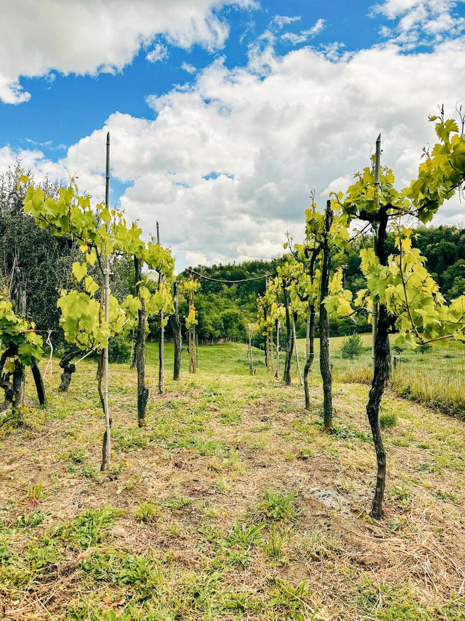 Villa Il Tuo Casale Tra Le Colline - Marche House Venarotta Esterno foto